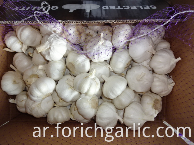 Pure White Garlic